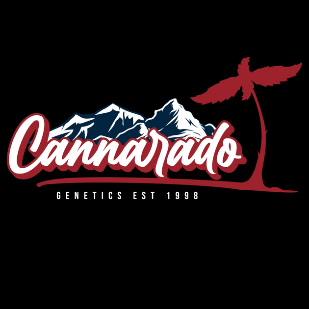 Butterscotch Bubblegum feminised cannabis seeds by Cannarado Genetics for indoor and outdoor